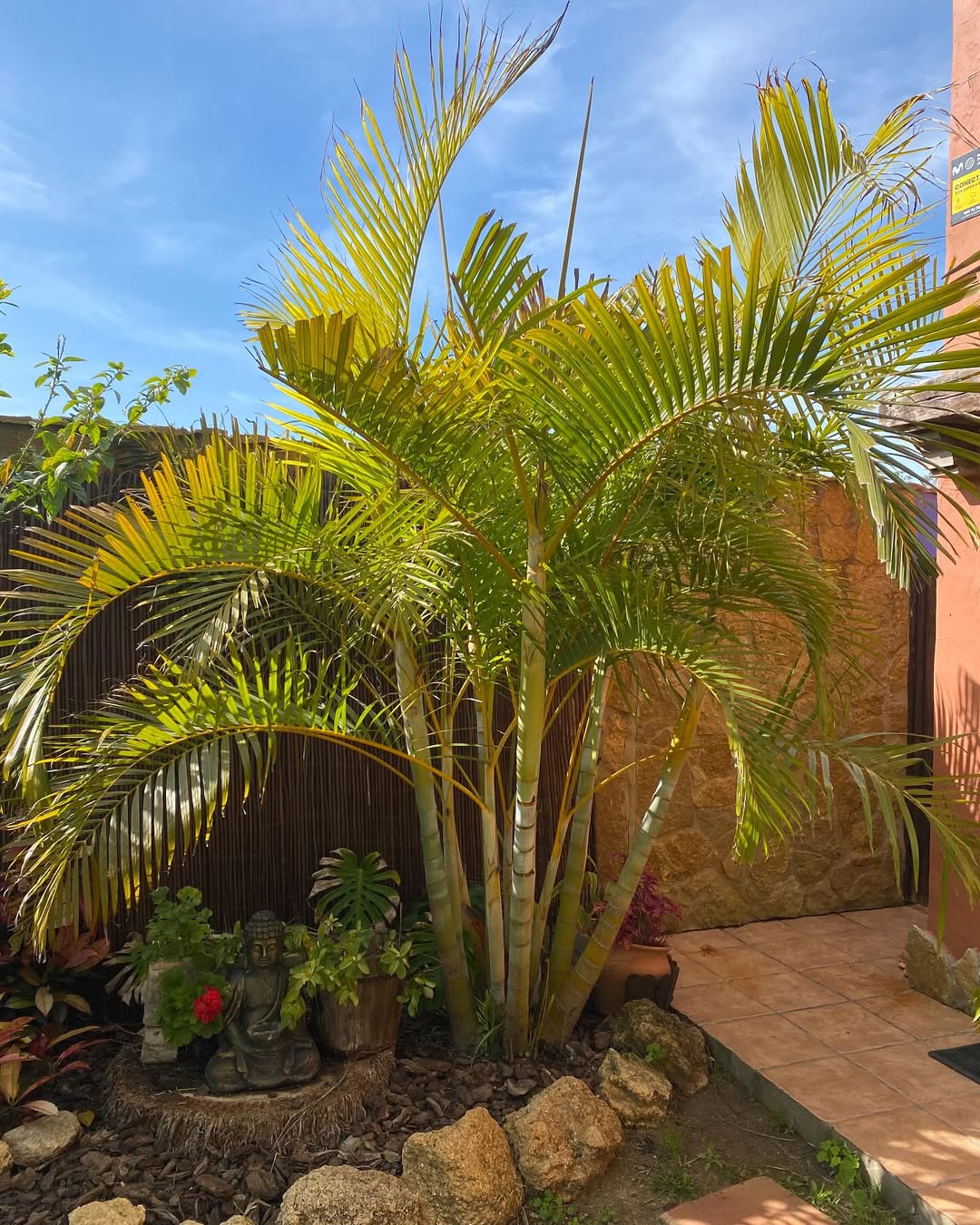 tanaman hias daun outdoor tahan panas, palem kuning tanaman hias daun outdoor tahan panas, palem kuning