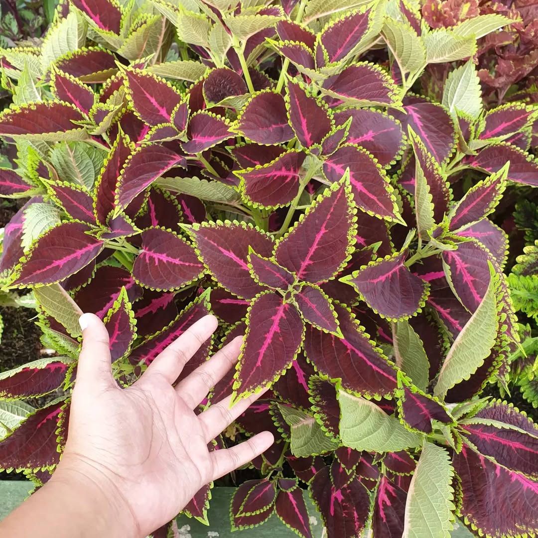 tanaman hias daun outdoor warna merah, coleus miana tanaman hias daun outdoor warna merah, coleus miana