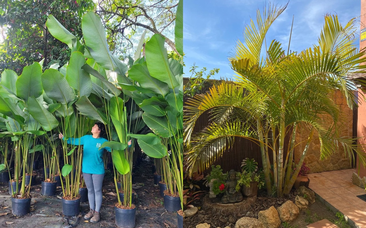 tanaman hias daun outdoor