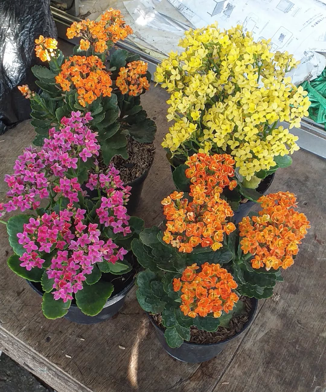 tanaman hias kecil berbunga, cocor bebek