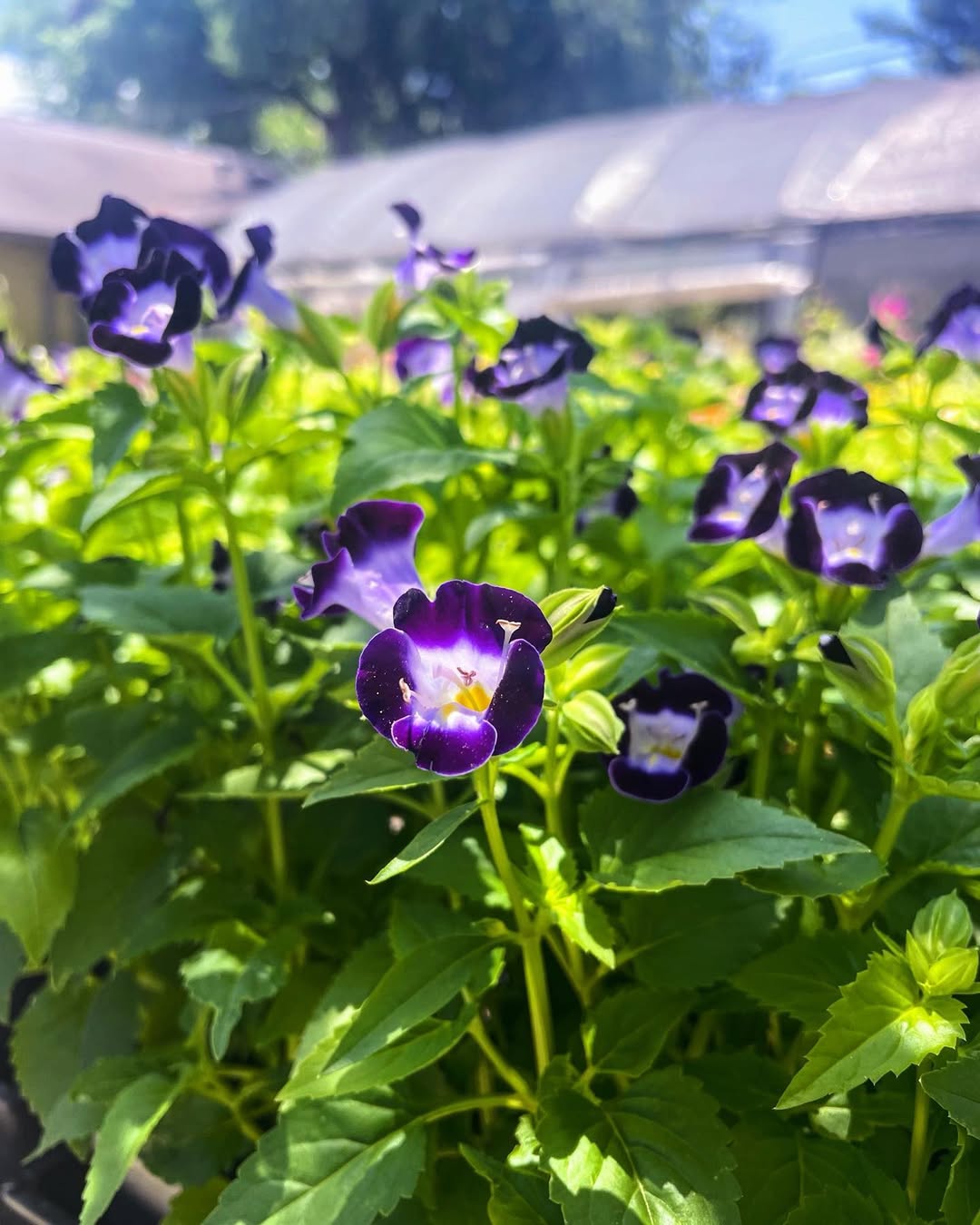 tanaman hias kecil berbunga, torenia