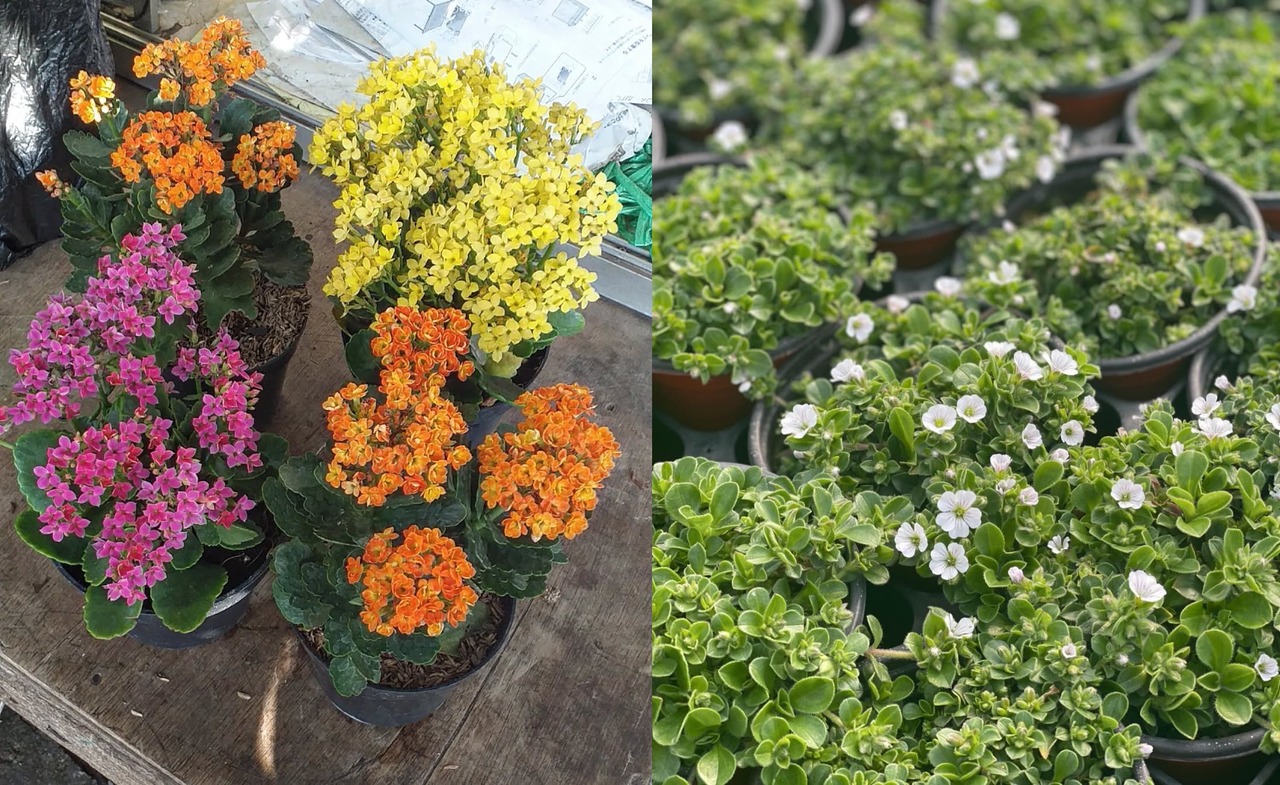 7 Tanaman Hias Kecil Berbunga Cantik & Mudah Dirawat