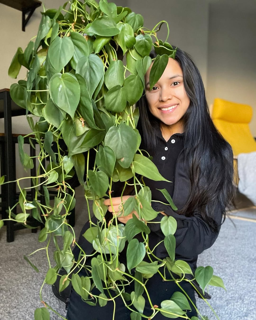 tanaman hias merambat daun lebar, philodendron heartleaf tanaman hias merambat daun lebar, philodendron heartleaf