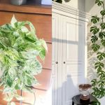 7 Tanaman Hias Murah tapi Bagus untuk Rumah Estetik