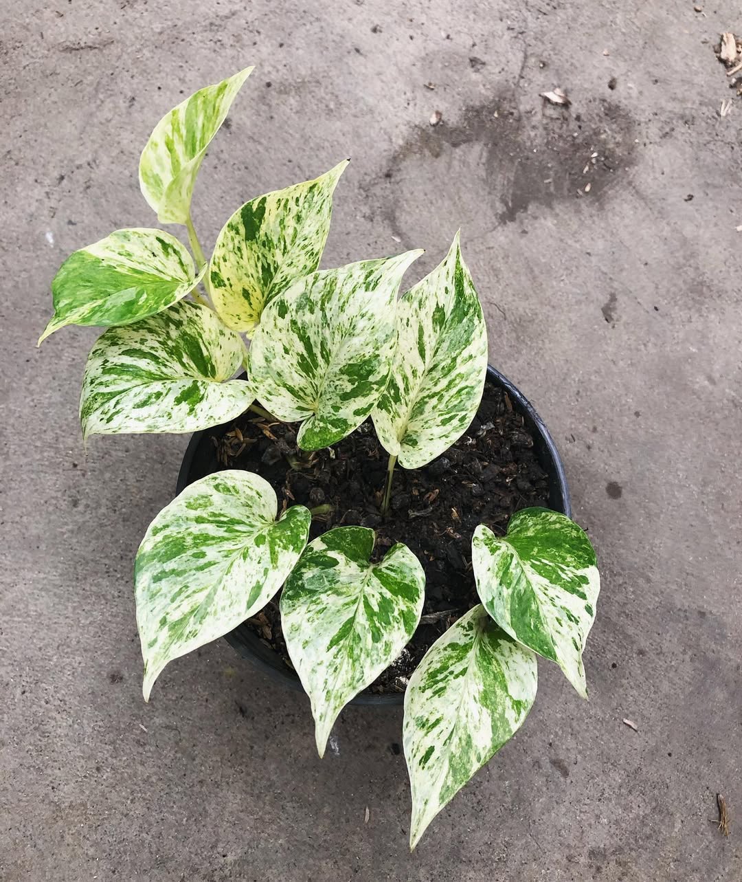 tanaman hias murah tapi bagus, sirih gading tanaman hias murah tapi bagus, sirih gading