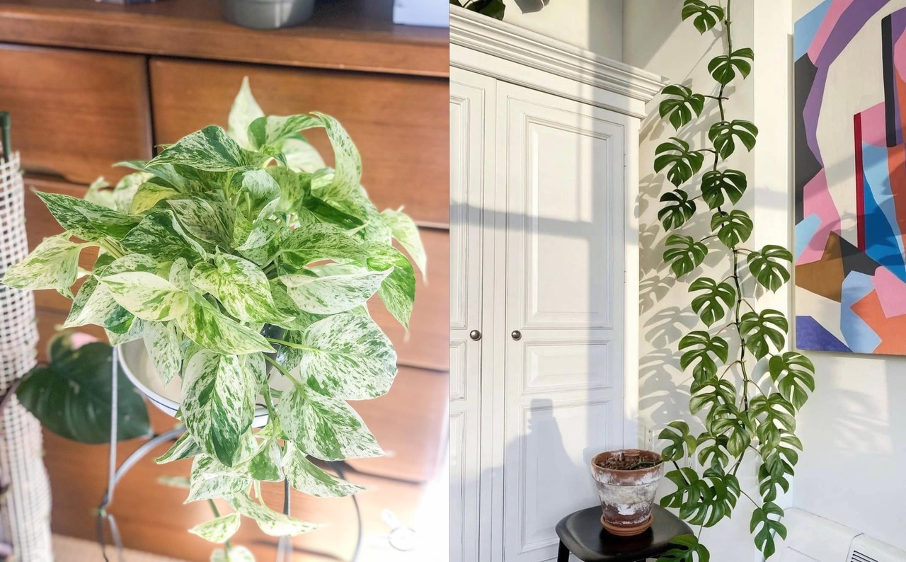 7 Tanaman Hias Murah tapi Bagus untuk Rumah Estetik