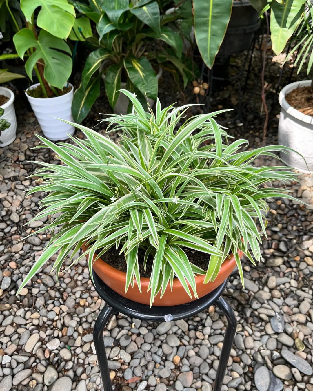 tanaman hias yang murah tapi bagus, lili paris tanaman hias yang murah tapi bagus, lili paris