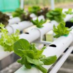 5 Jenis Tanaman Hidroponik yang Bisa Ditanam di Rumah