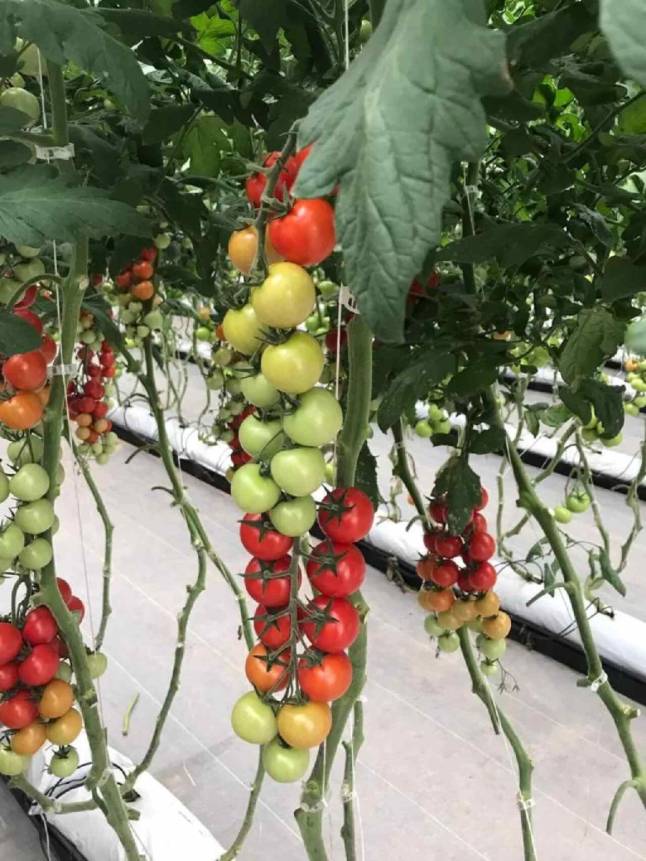 tanaman hidroponik tomat