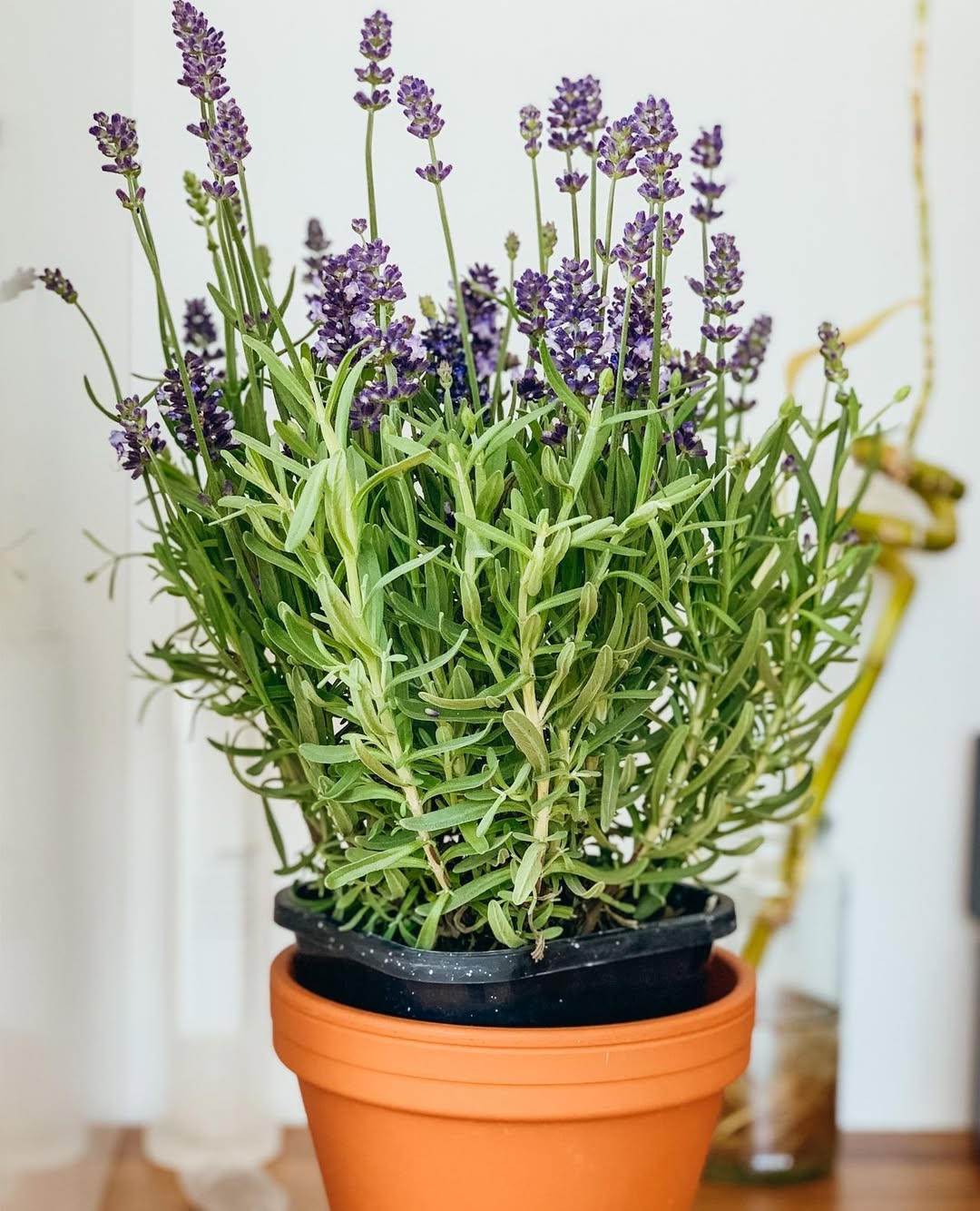 tanaman indoor pengusir nyamuk, lavender