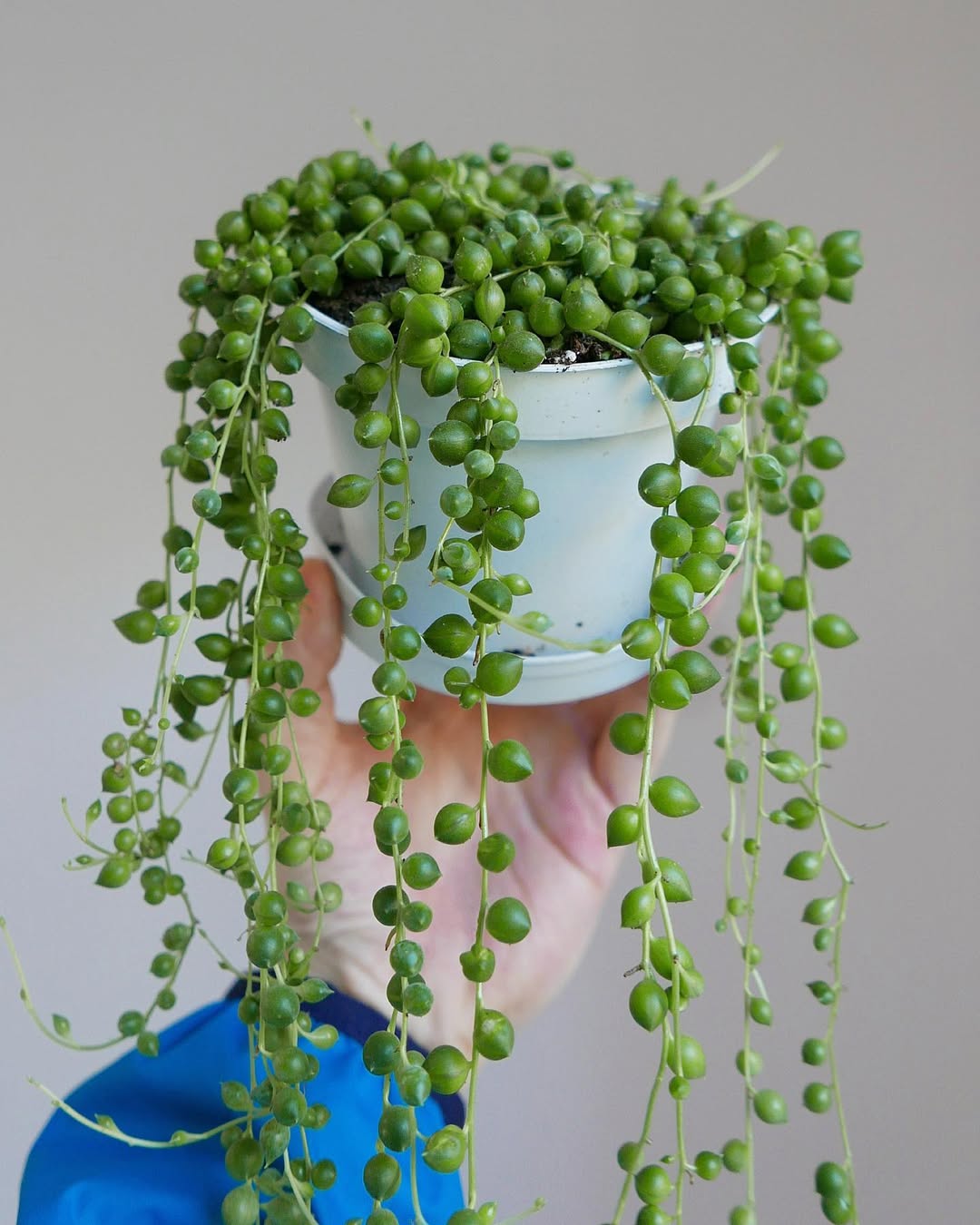 tanaman jenis sukulen, string of pearls