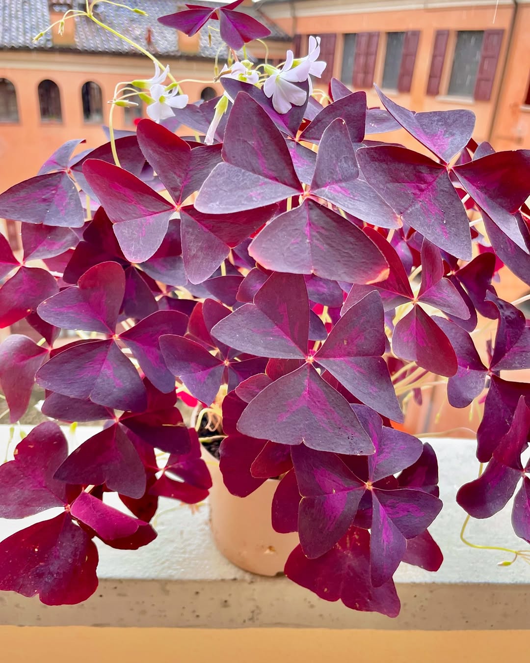 tanaman kupu kupu kecil berbunga