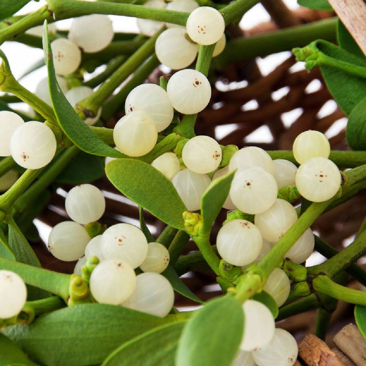 tanaman natal Mistletoe