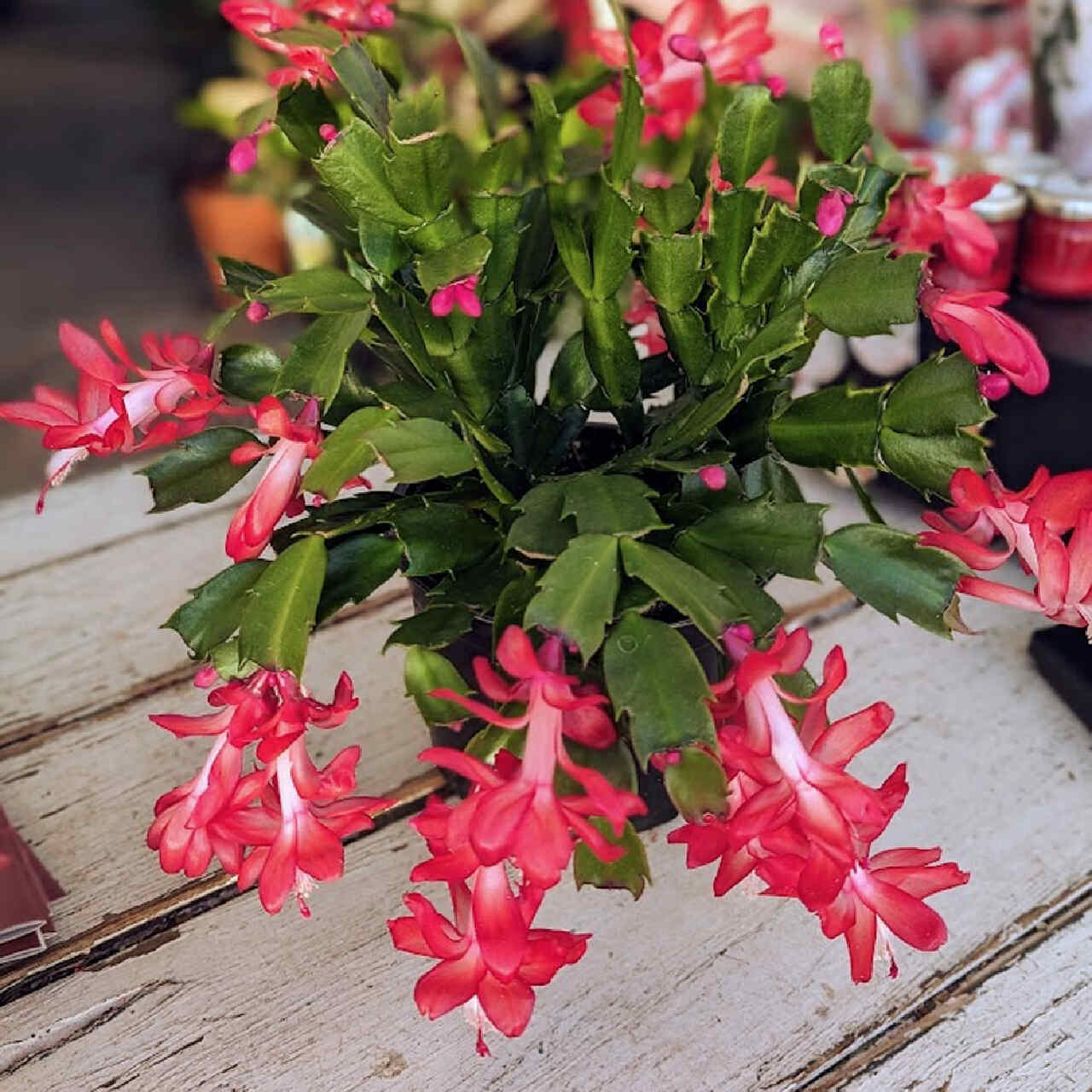 tanaman natal christmas cactus