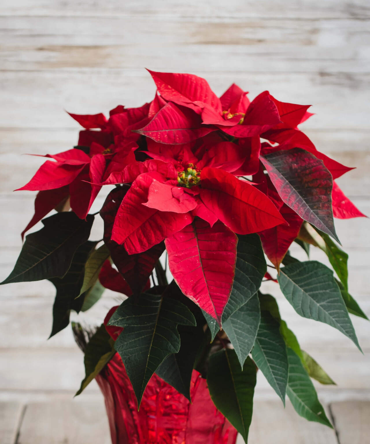 tanaman natal daun merah poinsettia