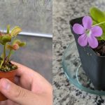 7 Tanaman Pemakan Serangga, Perangkap Lalat di Rumah