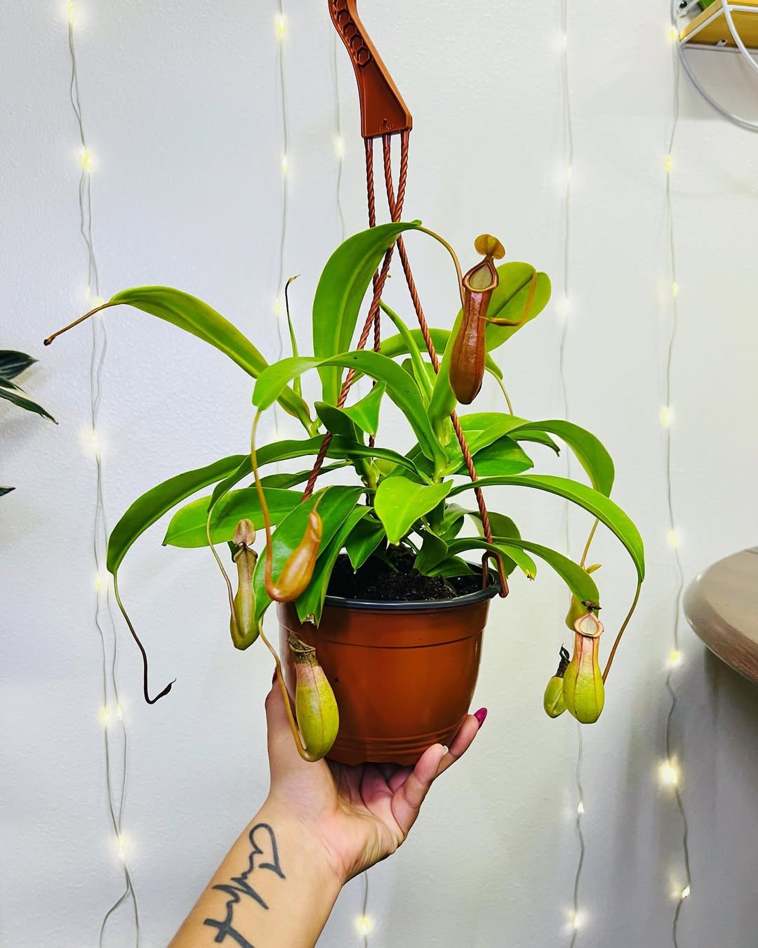 tanaman pemakan serangga, kantung semar