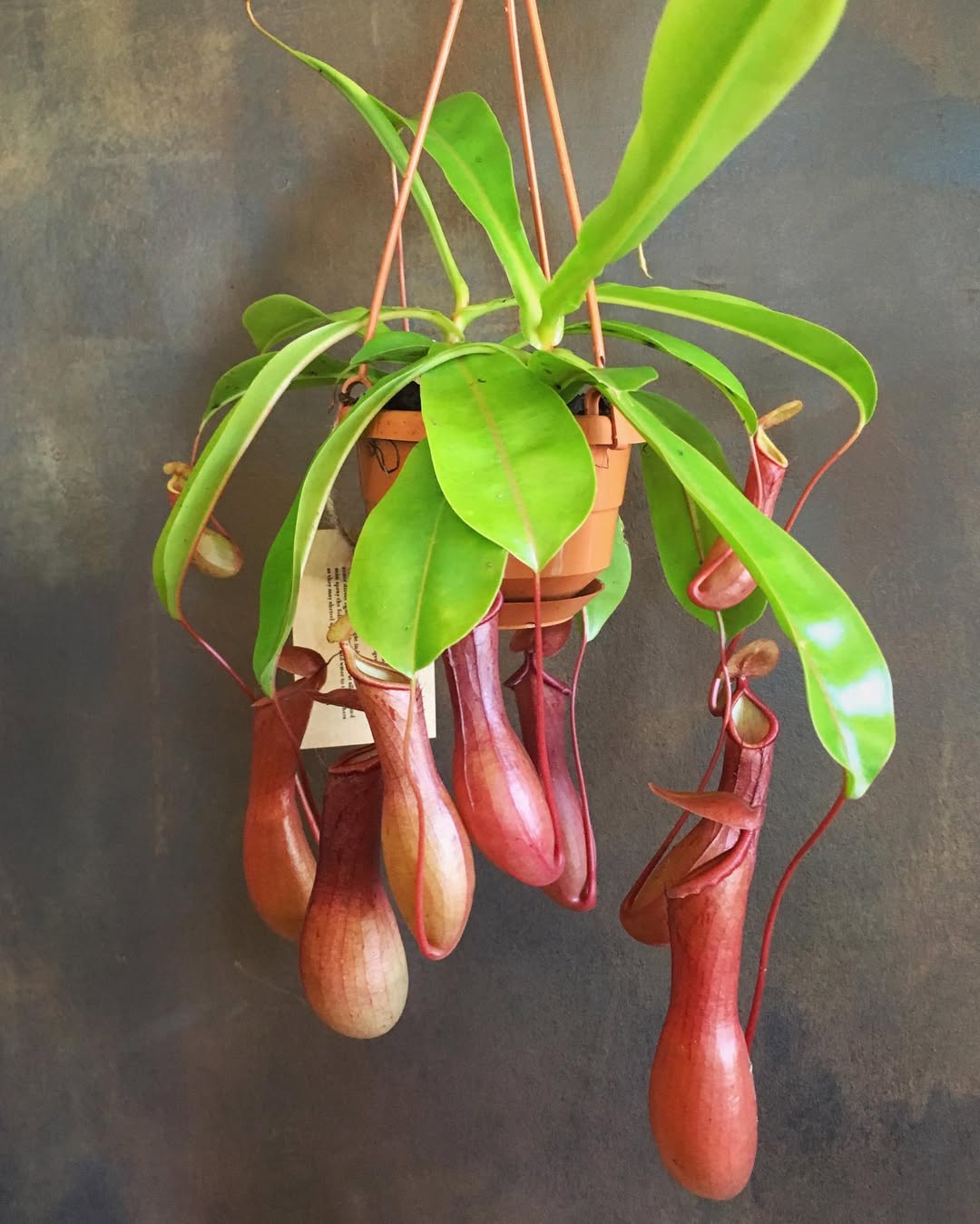 tanaman pemakan serangga, nepenthes alata