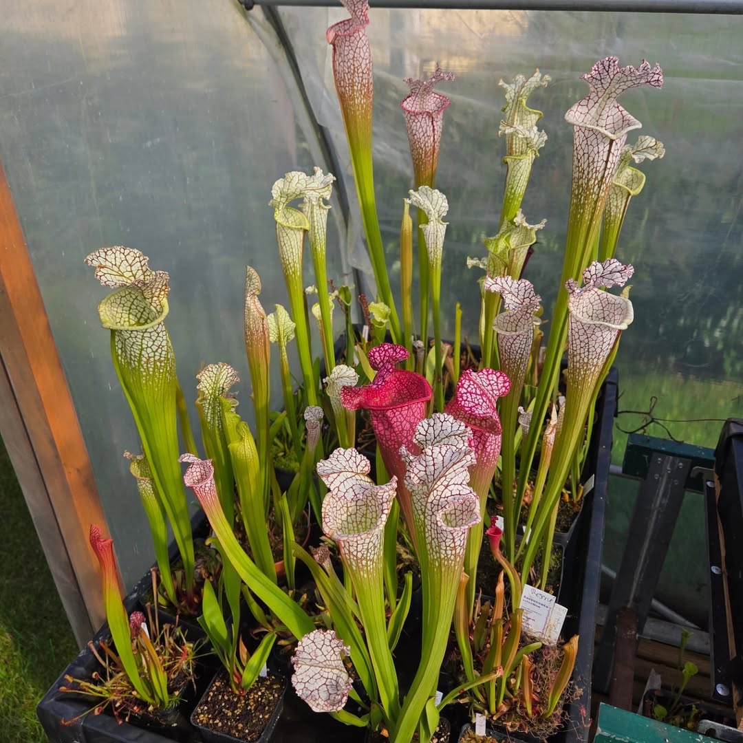 tanaman pemakan serangga, sarracenia spp