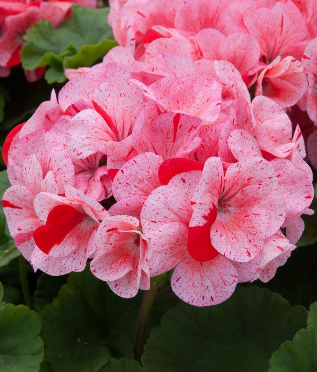 tanaman pembawa sial geranium