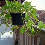 5 Tanaman Penangkal Energi Negatif untuk Rumah yang Lebih Harmonis