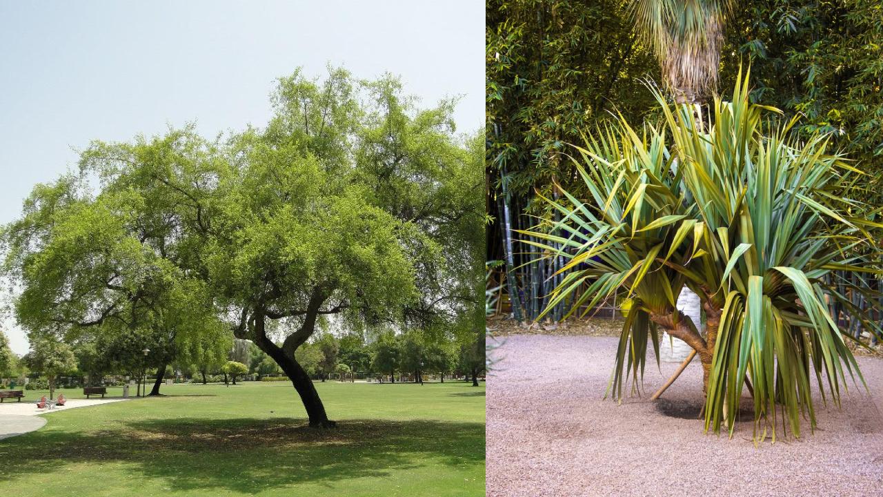 tanaman pengusir jin