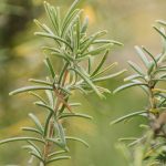 5 Pilihan Tanaman Pengusir Kecoa yang Ampuh di Rumah