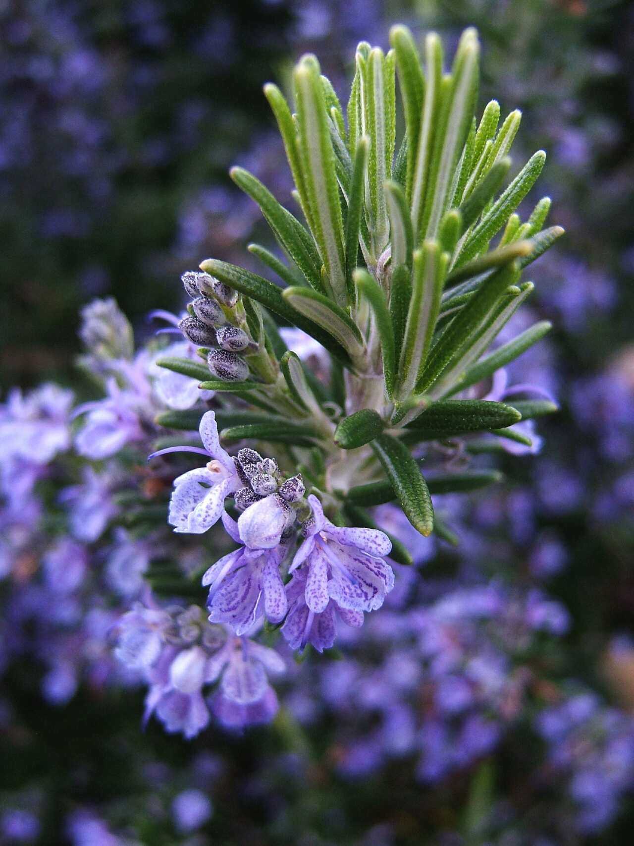 tanaman pengusir kecoa dan tikus rosemary