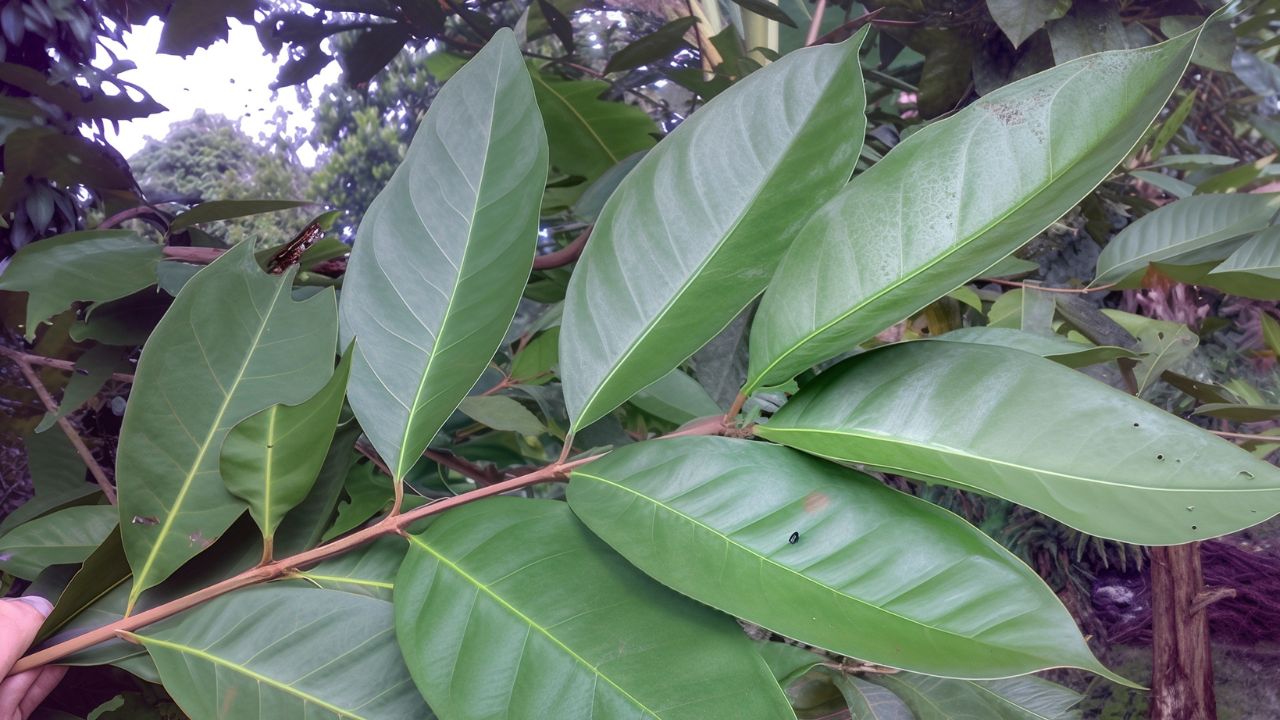 tanaman pengusir kecoa daun salam