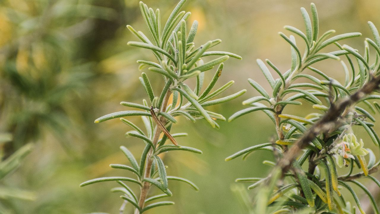 tanaman pengusir kecoa