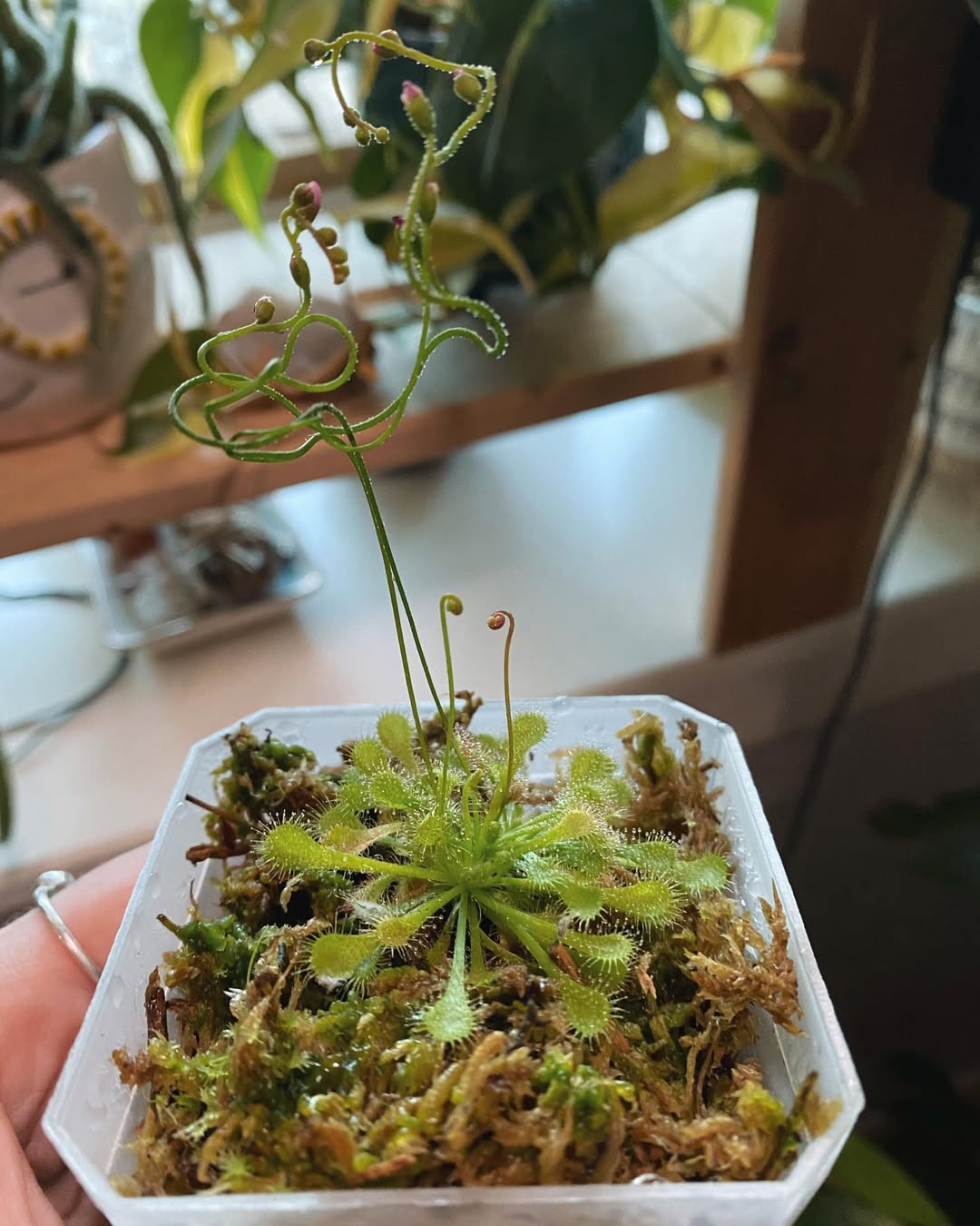 tanaman perangkap lalat, tanaman sundew