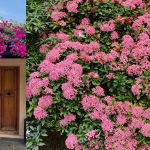 7 Jenis Tanaman Perdu yang Cocok untuk Menghiasi Halaman Rumah