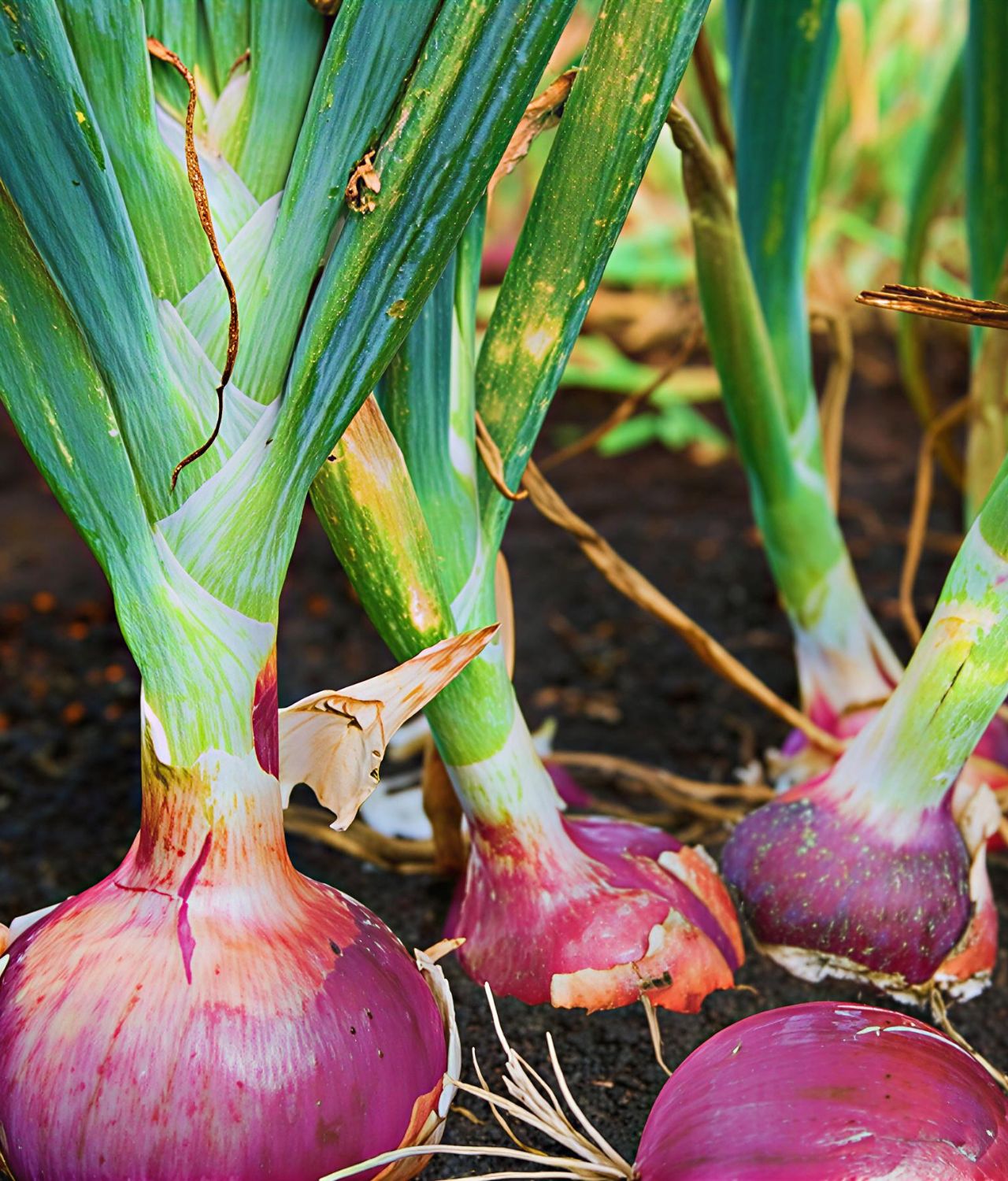 tanaman sayur bawang merah di pekarangan rumah