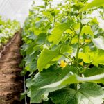 5 Tanaman Sayur yang Cocok Ditanam di Pekarangan Rumah