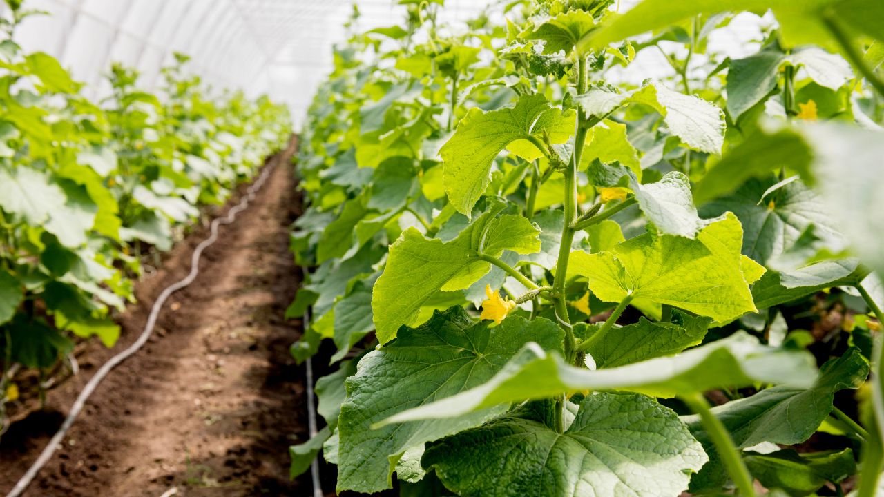 5 Tanaman Sayur yang Cocok Ditanam di Pekarangan Rumah