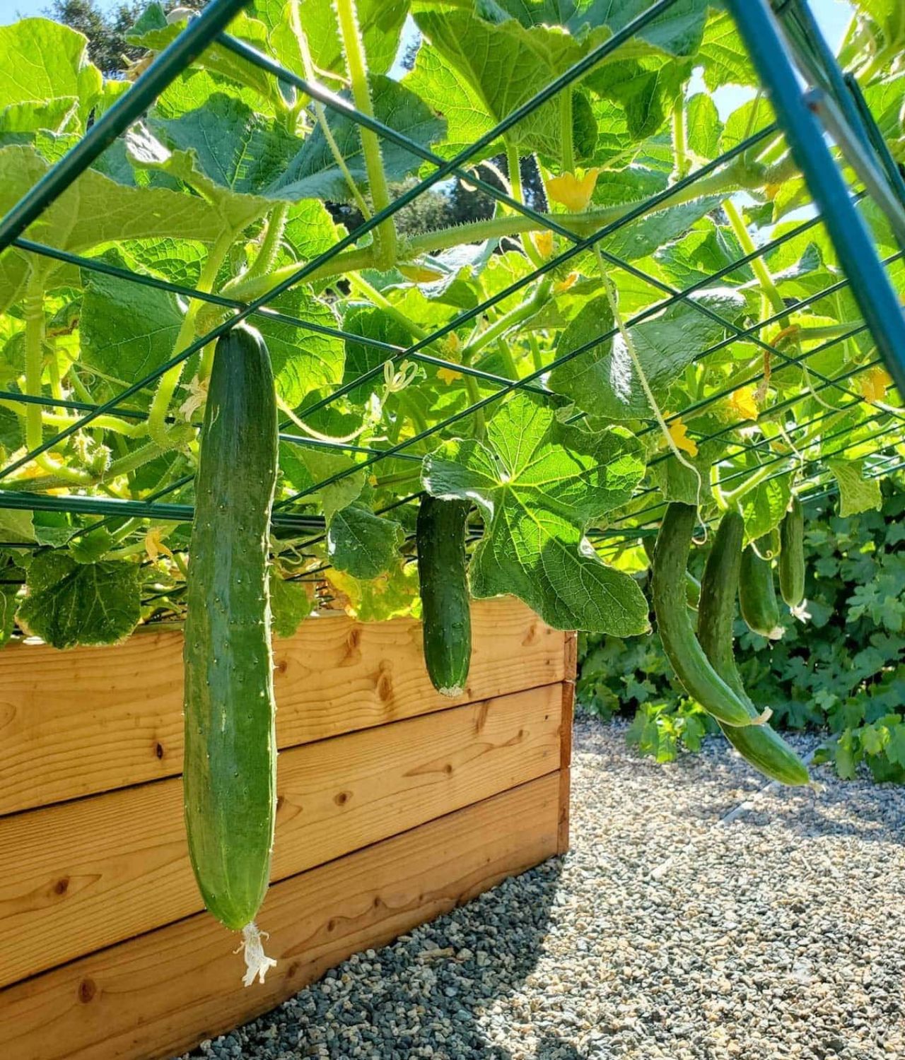 tanaman sayur mentimun di pekarangan rumah