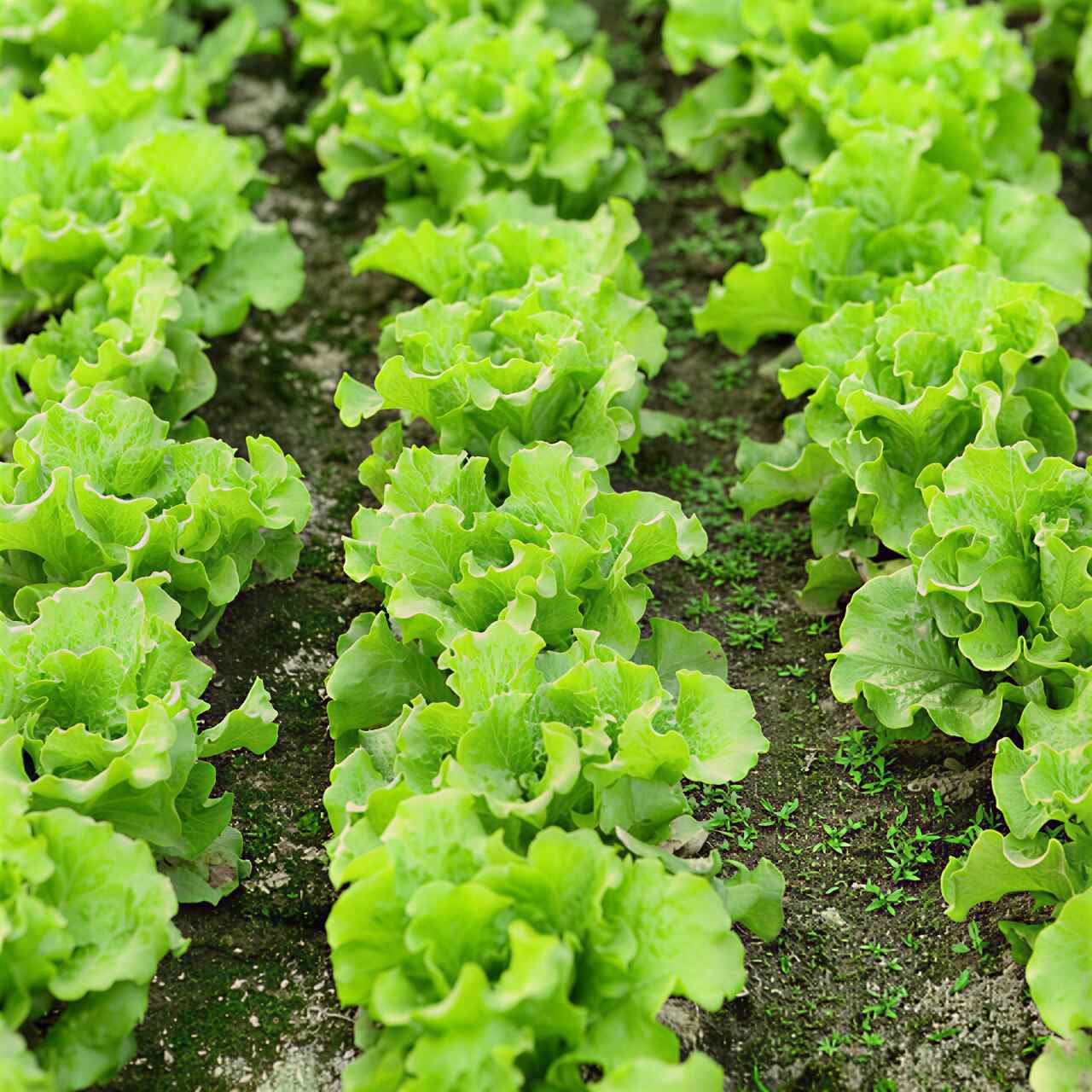 tanaman sayur selada di pekarangan rumah