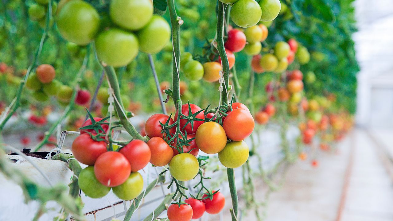 tanaman sayur yang cocok di musim hujan