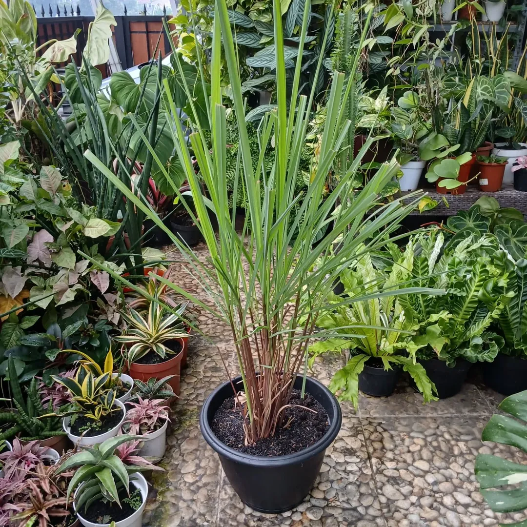 tanaman serai wangi pengusir nyamuk