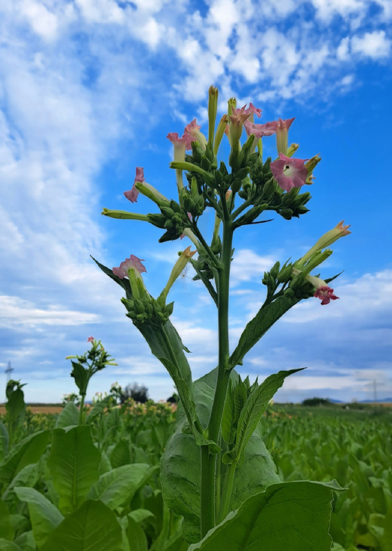 tanaman yang tidak boleh ditanam di depan rumah menurut islam