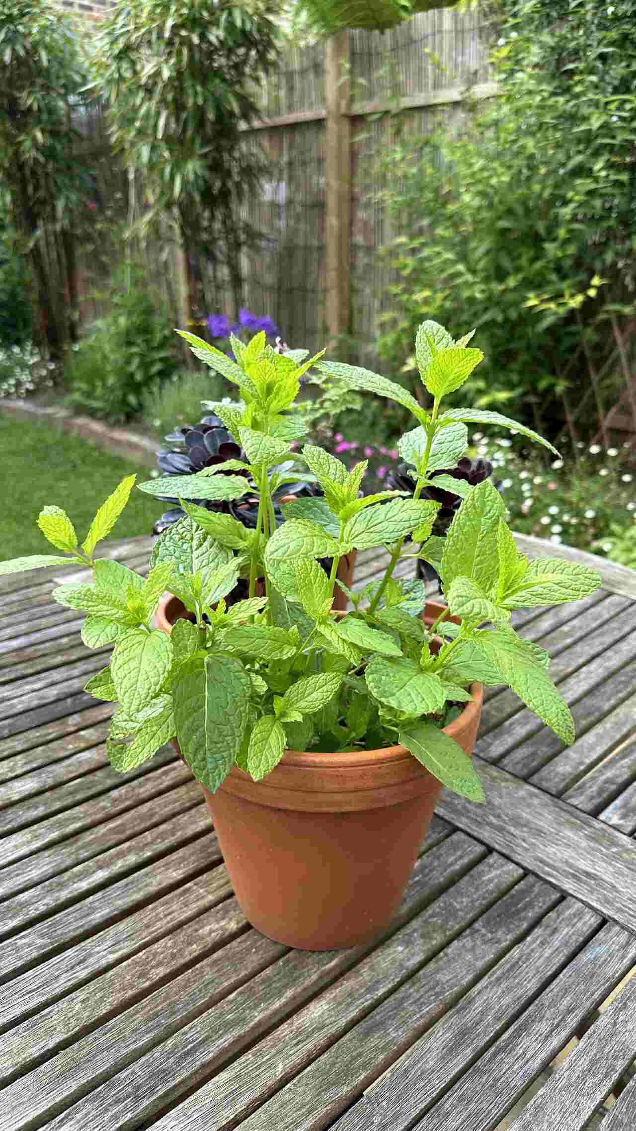 tanaman untuk mengusir kecoa