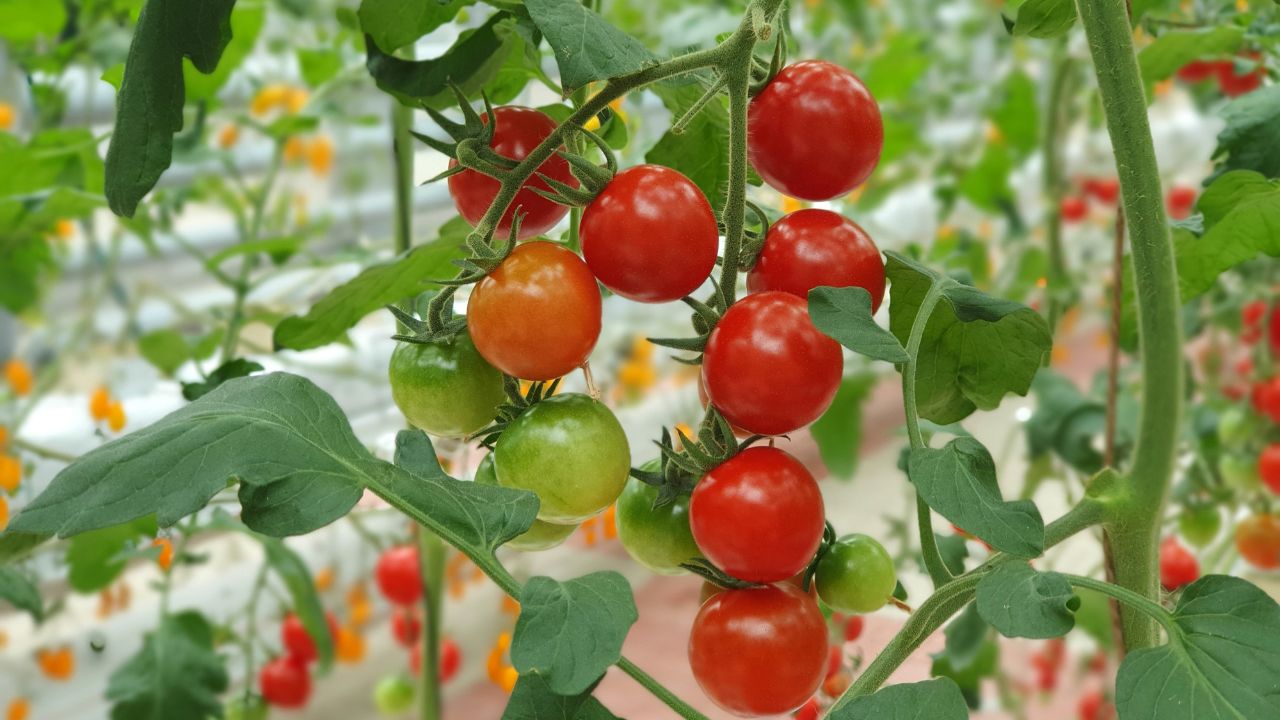 tanaman yang cocok di musim hujan