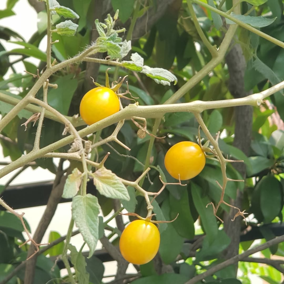 tanaman yang menguntungkan di lahan sempit, tomat ceri