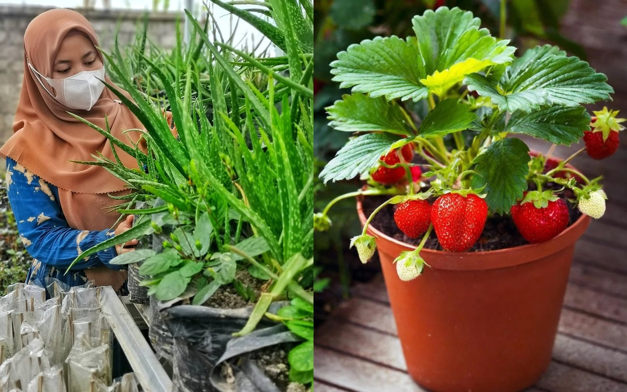 10 Tanaman yang Menguntungkan di Lahan Sempit, Cepat Panen & Minim Modal