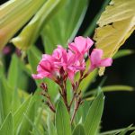 5 Tanaman yang Tidak Boleh Ditanam di Dalam Rumah