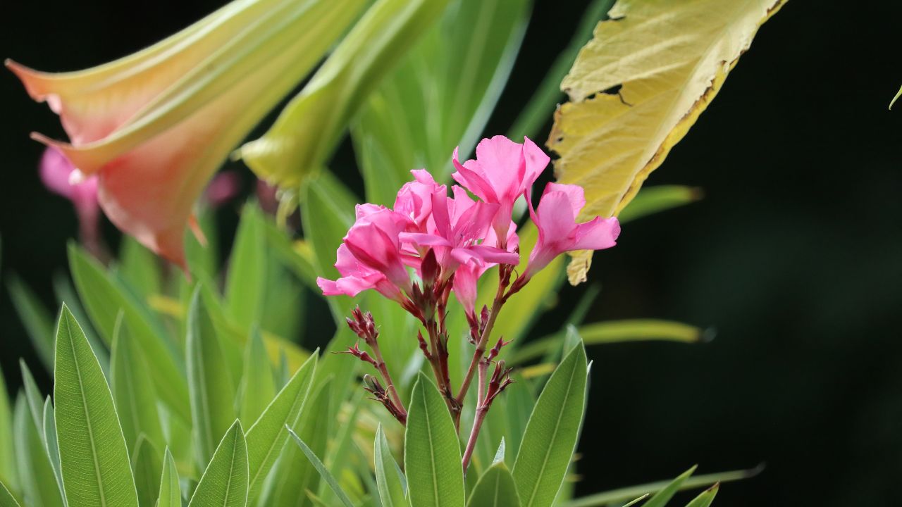 tanaman yang tidak boleh di dalam rumah
