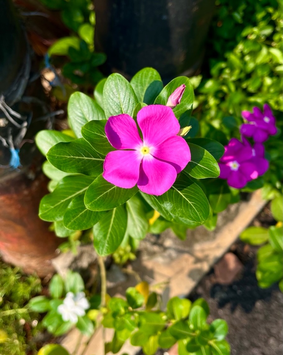 tapak dara hias daun outdoor tapak dara hias daun outdoor