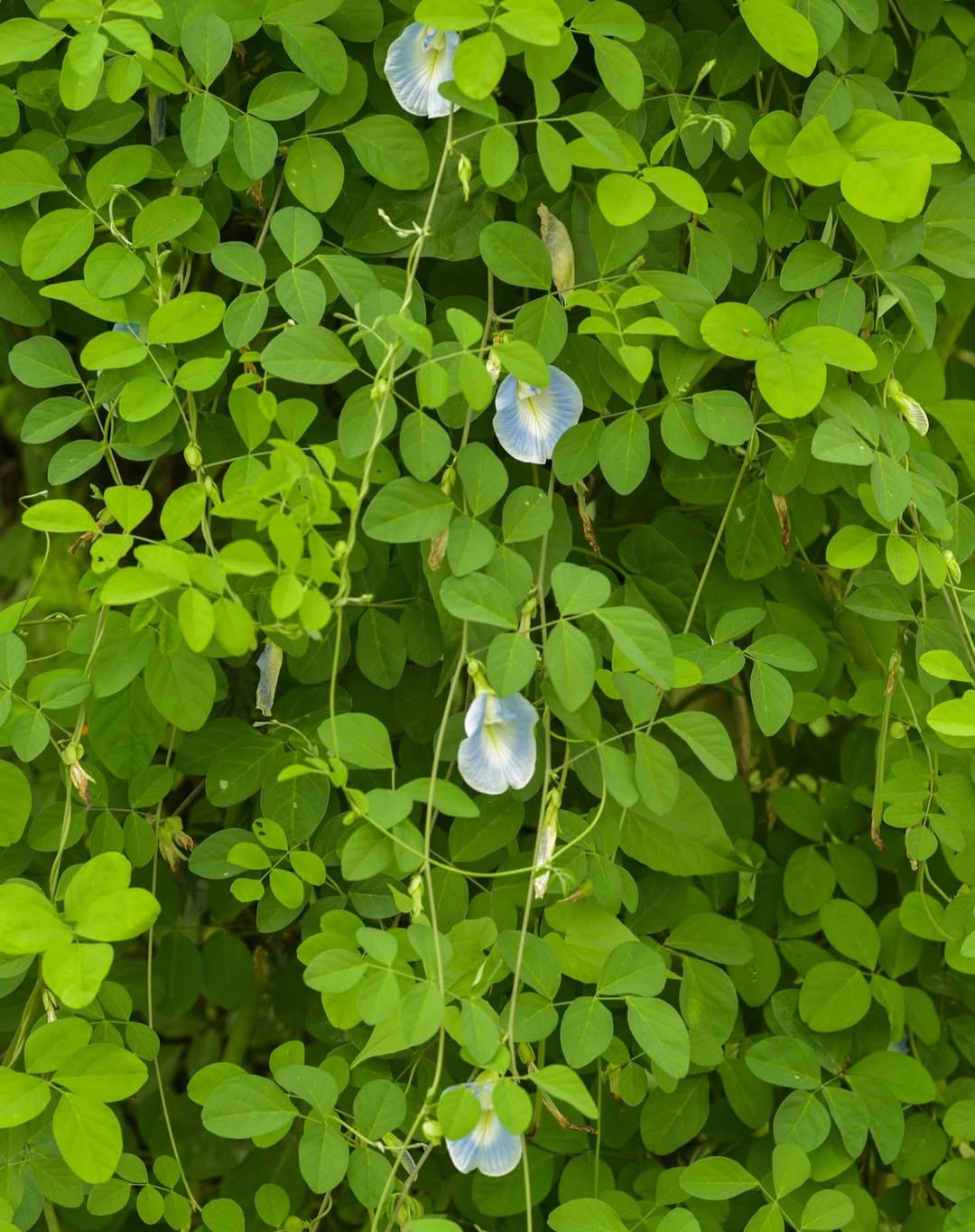 telang putih, Clitoria ternatea ‘Alba’