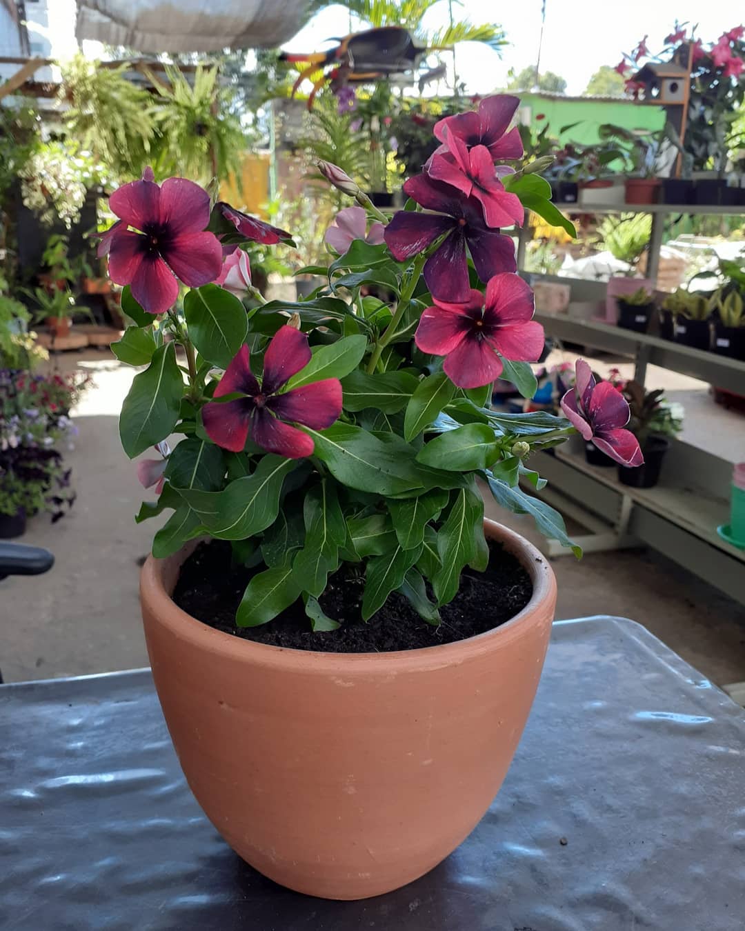 vinca dwarf hias kecil berbunga