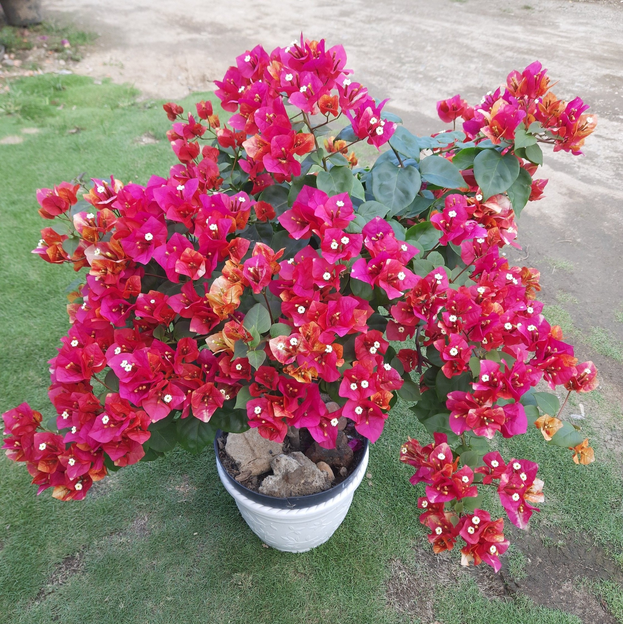 1. Bunga Bougenville